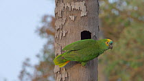 Blue-fronted amazon parrot (Amazona aestiva) vocalising and flying from nest hole, Pantanal, Mato Grosso do Sul, Brazil.