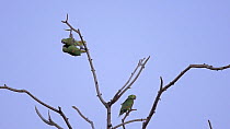 Blue-fronted amazon parrots (Amazona aestiva) fighting in a tree, Pantanal, Mato Grosso do Sul, Brazil.