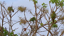 Mixed flock of Blue-fronted amazon parrots (Amazona aestiva) and Orange-winged amazon parrots (Amazona amazon parrotica) feeding from a tree, Pantanal, Mato Grosso do Sul, Brazil.