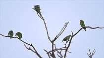 Blue-fronted amazon parrots (Amazona aestiva) gathering at roost site, Pantanal, Mato Grosso do Sul, Brazil.