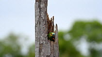Blue-fronted amazon parrot (Amazona aestiva) entering nest in tree, Pantanal, Mato Grosso do Sul, Brazil.