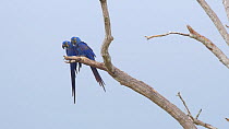 Pair of Hyacinth macaws (Anodorynchus hyacinthus) flying from a tree, Pantanal, Mato Grosso do Sul, Brazil.