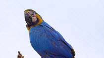 Close-up of a pair of Blue and gold macaws (Ara ararauna) perched in a tree, Pantanal, Mato Grosso do Sul, Brazil.