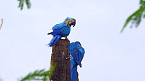 Pair of Blue and gold macaws (Ara ararauna) perched in a tree, Pantanal, Mato Grosso do Sul, Brazil.