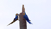 Pair of Blue and gold macaws (Ara ararauna) looking for a nest site in a dead tree, Pantanal, Mato Grosso do Sul, Brazil.