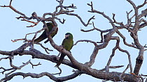 Pair of Red-shouldered macaws (Diopsittaca nobilis) perched in a tree, preening each other, Pantanal, Mato Grosso do Sul, Brazil.