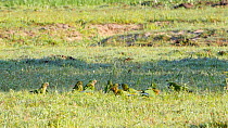 Mixed flock of Red-shouldered macaws (Diopsittaca nobilis) and Peach-fronted parakeets (Aratinga aurea) feeding on the ground, Pantanal, Mato Grosso do Sul, Brazil.