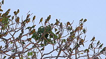 Peach-fronted parakeets (Aratinga aurea) at roost site, Pantanal, Mato Grosso do Sul, Brazil.