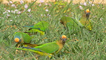 Peach-fronted parakeets (Aratinga aurea) feeding on the ground, Pantanal, Mato Grosso do Sul, Brazil.