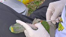 Field workers collecting blood from Blue-fronted amazon parrot (Amazona aestiva) chicks, Pantanal, Mato Grosso do Sul, Brazil.