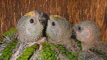 Three Blue-fronted amazon parrot (Amazona aestiva) chicks in nest, Pantanal, Mato Grosso do Sul, Brazil.
