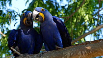 Two Hyacinth macaws (Anodorynchus hyacinthus) in a tree, Pantanal, Mato Grosso do Sul, Brazil.