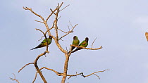 Three Black-hooded parakeet / Nanday parakeet (Nandayus nenday) in a tree, cleaning beaks on the branches, Pantanal, Mato Grosso do Sul, Brazil.