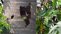 Red-bellied macaw (Orthopsittaca manilata) in nest, Pantanal, Mato Grosso do Sul, Brazil.