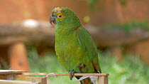 Rehabilitated Blue-fronted amazon parrot (Amazona aestiva), seized from the illegal wildlife trade, Pantanal, Mato Grosso do Sul, Brazil.