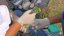 Field worker ringing a Blue-fronted amazon parrot (Amazona aestiva) chick, Pantanal, Mato Grosso do Sul, Brazil.