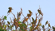 Peach-fronted parakeets (Aratinga aurea) at roosting site, Pantanal, Mato Grosso do Sul, Brazil.
