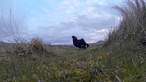 Male Black grouse (Tetrao tetrix) at lek, Cairngorms, Scotland, UK, UK, April.