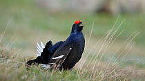 Male Black grouse (Tretrao tetrix) preening and calling, Rhone-Alpes, France, May.