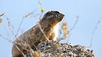 Alpine marmot (Marmota marmota) standing on a rock, alert, Rhone-Alpes, France, July.