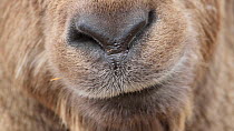 Close-up of an Alpine ibex (Capra ibex) chewing, shot moves to eye, Rhone-Alpes, France, December.