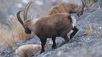 Alpine ibex (Capra ibex) family walking up and grazing on a rock slope, Rhone-Alpes, France, December.