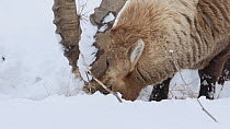 Alpine ibex (Capra ibex) feeding in snow, digging with hooves, Rhone-Alpes, France, December.
