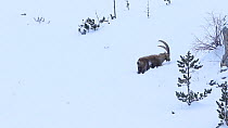 Wide-angle shot of an Alpine ibex (Capra ibex) walking through snow, stopping to feed, Rhone-Alpes, France, December.