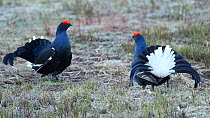 Male Black grouse (Tretrao tetrix) displaying at lek, chases another male away, Rhone-Alpes, France, May.
