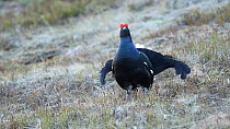 Male Black grouse (Tretrao tetrix) displaying at lek before taking off, Rhone-Alpes, France, May.