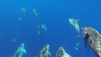 Tracking shot of a pod of Euphrosyne dolphins (Stenella coeruleoalba) swimming, Mediterranean Sea, August.