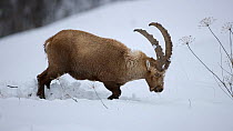 Alpine ibex (Capra ibex) feeding in deep snow, digging to reach food, Rhone-Alpes, France, December.