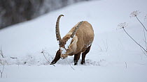 Alpine ibex (Capra ibex) feeding in deep snow, digging to reach food, Rhone-Alpes, France, December.