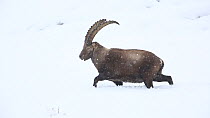 Alpine ibex (Capra ibex) walking in snow, Rhone-Alpes, France, December.