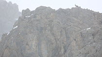Wide-angle shot of an Alpine ibex (Capra ibex) silhouetted on a mountain, Rhone-Alpes, France, December.