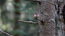Pygmy owl (Glaucidium passerinum) looking around, takes off from perch in a tree, Rhone-Alpes, France, September.