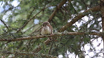 Pygmy owl (Glaucidium passerinum) perched in a tree, looking around, Rhone-Alpes, France, September.