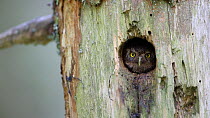 Pygmy owl (Glaucidium passerinum) looking out from nest hole in a tree, Rhone-Alpes, France, September.