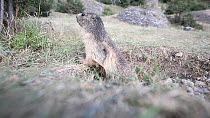 Alpine marmot (Marmota marmota) standing alert outside burrow, takes fright and runs inside, Rhone-Alpes, France, July.