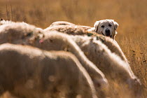 Maremma Sheepdog with sheep, Gran Sasso National Park, Abruzzo, Italy, June.