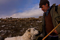 Shepherd, with Maremma Sheepdog wearing traditional anti-wolf spiked collar, locally known as 'vreccale'. Gran Sasso National Park, Abruzzo, Italy, June.