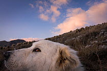 Maremma Sheepdog, close up with herd in the backgruond, Gran Sasso National Park, Abruzzo, Italy, June.