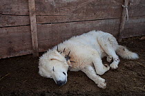 Maremma sheepdog resting,  wearing traditional anti-wolf spiked collar, locally known as 'vreccale'. Gran Sasso National Park, Abruzzo, Italy, June.