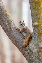 American red squirrel (Tamiasciurus hudsonicus) Montana, USA.