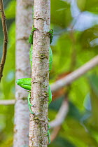 Green iguana (Iguana iguana) juvenile, Costa Rica.