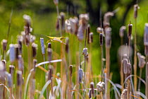 Yellow warbler (Dendroica petechia) collecting nesting material from Bulrush cattail (Typha sp) Bozeman, Montana , USA.