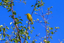 Yellow warbler (Dendroica petechia) hunting insects, Madison River, Bozeman, Montana, USA. June.
