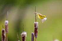 Yellow warbler (Dendroica petechia) collecting nesting material from Bulrush cattail (Typha sp) Bozeman, Montana, USA, June.