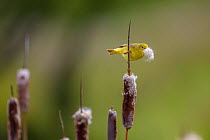 Yellow warbler (Dendroica petechia) collecting nesting material from Bulrush cattail (Typha sp) Bozeman, Montana.