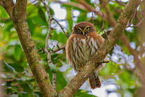 Vermiculated screech owl (Megascops guatemalae) La Selva Field Station, Costa Rica.
